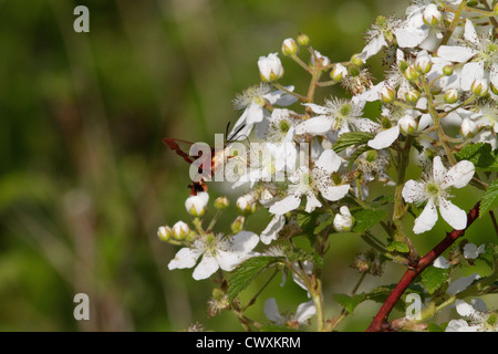 Kolibri Clearwing Moth nehmen Nektar aus einem Blackberry Busch Stockfoto