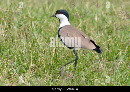 Sporn-winged Plover Stockfoto