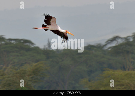 Yellow-billed Storch im Flug Stockfoto