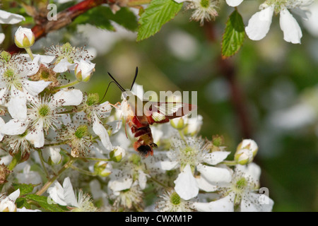 Kolibri Clearwing Motte auf dem Blackberry-Busch Stockfoto