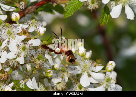 Kolibri Clearwing Motte auf dem Blackberry-Busch Stockfoto