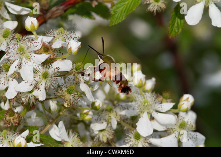 Kolibri Clearwing Motte auf dem Blackberry-Busch Stockfoto