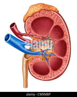 Menschliche Niere medizinischen Diagramm mit einem Querschnitt des inneren Organs mit roten und blauen Arterien und Nebenniere als Hrealth Versorgung und medizinische Illustration der inneren Anatomie der Harnwege isoliert auf einem weißen Hintergrund. Stockfoto