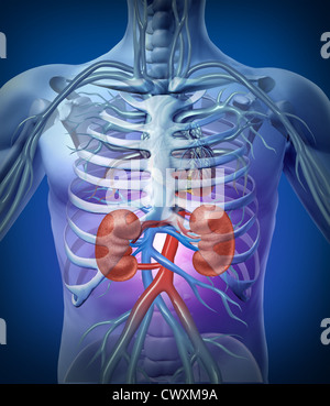 Menschlichen Nieren und Kreislauf mit einem Skelett medizinischen Diagramm auf einem schwarzen leuchtenden Hintergrund mit roten und blauen Arterien als Hrealth Pflege und medizinische Illustration der inneren Anatomie der Harnwege. Stockfoto