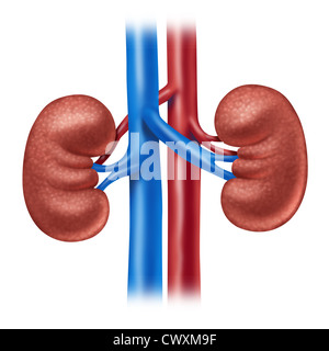 Menschlichen Nieren mit roten und blauen Arterien als eine medizinische Illustration der inneren Anatomie der Harnwege als Diagramm auf mit einem weißen Hintergrund. Stockfoto