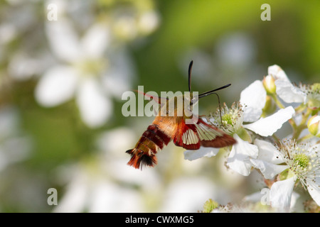 Kolibri Clearwing Motte auf dem Blackberry-Busch Stockfoto