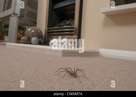Haus Spinne (Tegenaria Gigantea) Sussex, UK. September im Innenbereich Stockfoto