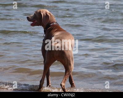 Weimaraner spielt am Strand von Long Beach Bucht in Orient, Long Island, New York, USA, 26. August 2012, © Katharine Andriotis Stockfoto