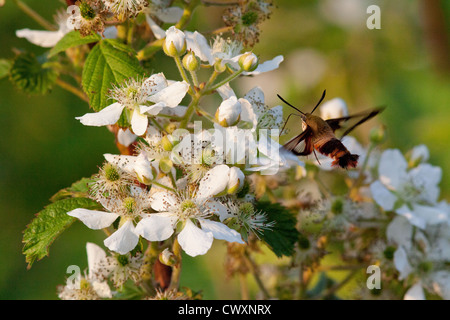 Kolibri Clearwing Motte auf dem Blackberry-Busch Stockfoto