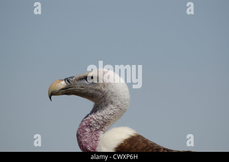 Ruppells Gänsegeier Stockfoto