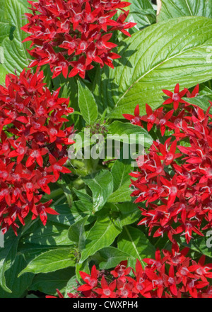 Graffiti rot Spitze ägyptischen Sternhaufen, Pentas Lanceolata. Stockfoto