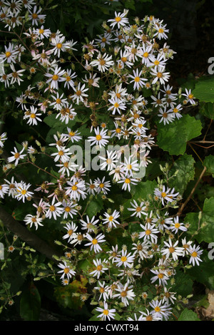 weiße Blume Bilder Daisy kleinen winzigen Wildblumen Bilder und Fotos Stockfoto