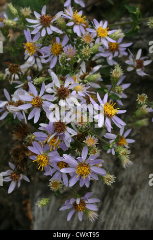 weiße Blume Bilder Daisy kleinen winzigen Wildblumen Bilder und Fotos Stockfoto