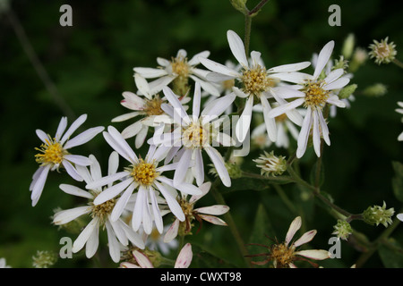 weiße Blume Bilder Daisy kleinen winzigen Wildblumen Bilder und Fotos Stockfoto