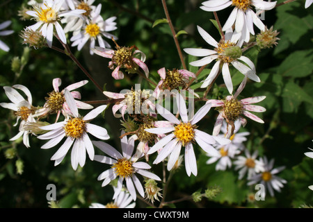 weiße Blume Bilder Daisy kleinen winzigen Wildblumen Bilder und Fotos Stockfoto