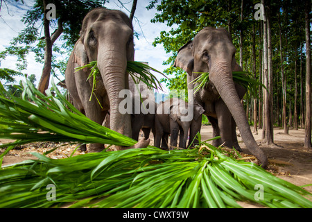 Chiang Mai, THAILAND - 16. Juni 2012: Gruppe von Elefanten spielen, Essen Zuckerrohr mit ihrer Herde. Stockfoto