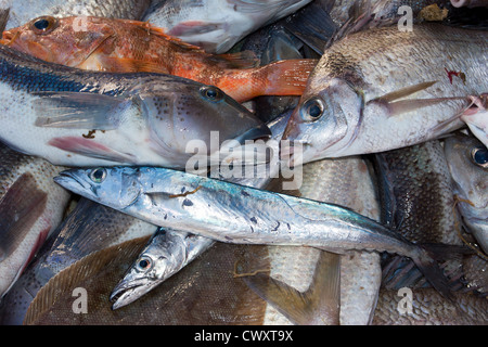 Schleppen von Schleppnetz auf eine kommerzielle Fischkutter: Blue cod, Barracouta, Tarakihi, Meer Perch, Sohle. Stockfoto