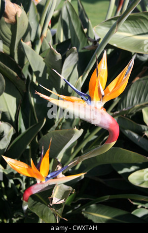 Paradiesvogel Blume Fine Art Fotografie Bild Stockfoto