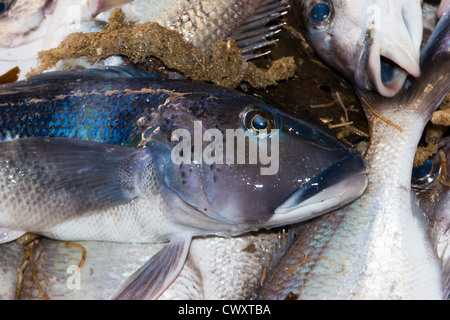 Blue Cod: Weg vom Schleppnetz auf kommerzieller Fischtrawler. (Parapercis colias) Stockfoto