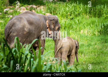 CHIANG MAI, THAILAND - 16. Juni 2012: Mutter Elefant Lehre, Fürsorge für ihr Baby-Elefant mitten im Wald. Stockfoto
