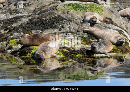 Seehunde sonnen sich auf Felsen, Loch Alsh, Schottland Stockfoto