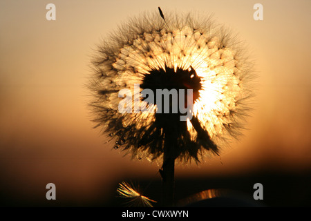 Löwenzahn und Sonnenuntergang Stockfoto