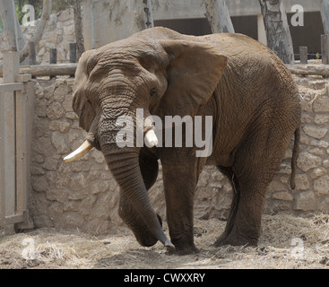 Elefant, größte Landtier im zoo Stockfoto