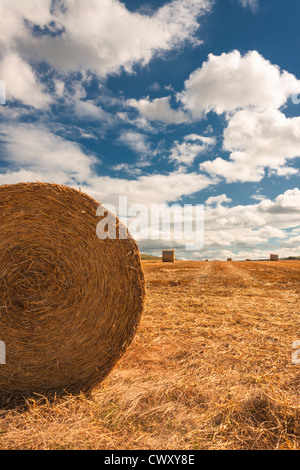 Erntefrisch Strohballen in Yorkshire Landschaft, North Yorkshire, England, Großbritannien. Stockfoto