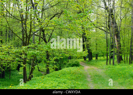 Am frühen Morgen in den Park, beleuchten die ersten Strahlen der Sonne den Rasen und Blättern. Stockfoto