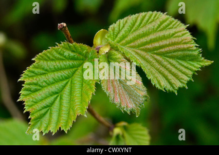 Blätter / Blätter von Hazel / Corylus avellana. Stockfoto