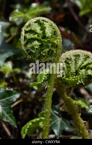 Fiddleheads / Blätter / Laub von Bracken (Pteridium aquilinum) Crozier. Farnblatt-Textur. Stockfoto