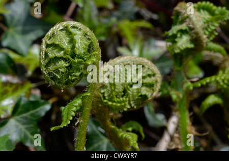 Fiddleheads / Blätter / Laub von Bracken (Pteridium aquilinum) Crozier. Hauptfokus auf Linkshänder-Fidlehead. Farnblatt-Textur. Stockfoto