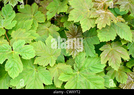 Blätter/Laub von Bergahorn / Acer pseudoplatanus. Sycamore ist Mitglied der Ahorn Familie. Stockfoto