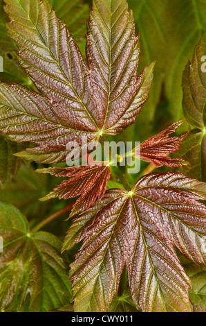 Die jungen Blätter der Bergahorn (Acer pseudoplatanus). Sycamore ist Mitglied der Ahorn Familie. Stockfoto