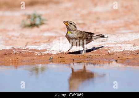 Rock-Sparrow; Petronia Petronia; trinken; Spanien; Sommer Stockfoto