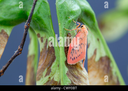 Rosig Lackei Motte; Miltochrista Miniata; Cornwall; VEREINIGTES KÖNIGREICH; Sommer Stockfoto