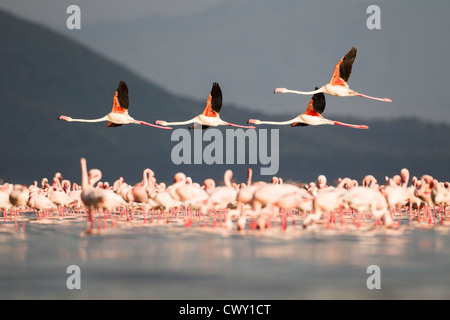 Vier größere Flamingos fliegen über eine Lesser Flamingo-Kolonie, Lake Nakuru, Lake-Nakuru-Nationalpark, Kenia, Ostafrika Stockfoto