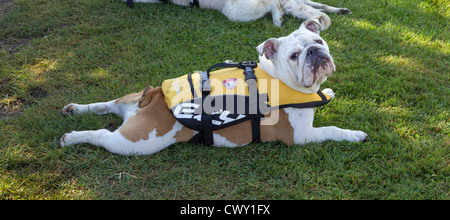 Britische Bulldogge oder Englische Bulldogge, das Tragen einer Schwimmweste, für Reisen auf einem Boot, England, UK. Stockfoto