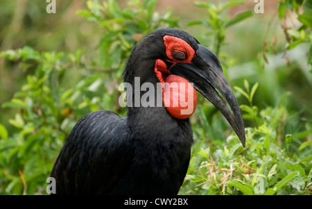 Hornrabe mit bemerkenswerten Wimpern Stockfoto