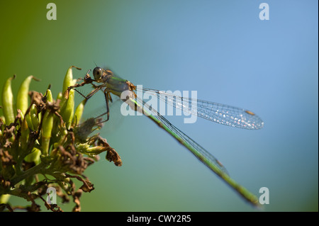 Grüne Libelle auf eine Pflanze mit blauen und grünen Hintergrund Stockfoto