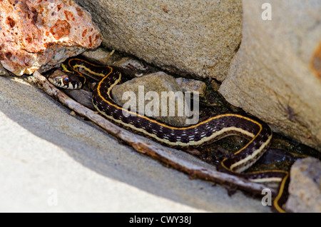 Juvenile Western Schwarzhalstaucher Garter Snake, (Thamnophis Cyrtopsis Cyrtopsis), Sierra county, New Mexico, USA. Stockfoto