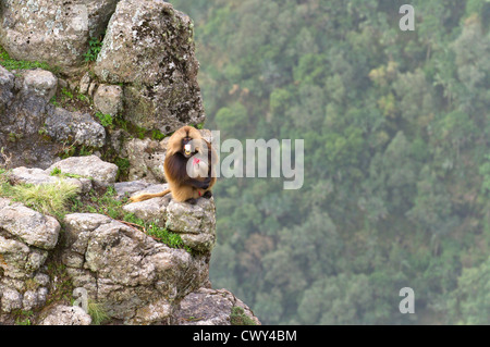 Männlichen Gelada Pavian "Theropithecus Gelada" Anzeichen von Aggression auf einer Klippe Simien Mountains, Äthiopien. Stockfoto