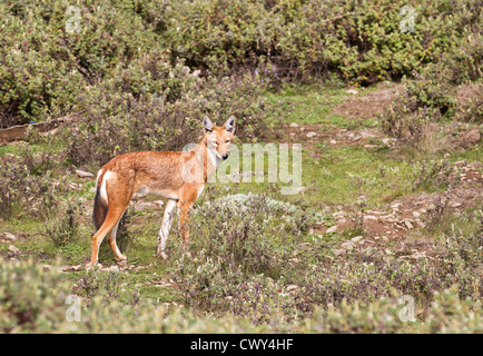 Äthiopischer Wolf (Canis Simensis) Bale Nationalpark Äthiopien. Stockfoto