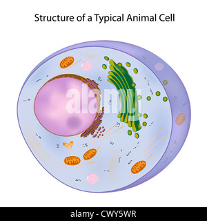 Eine typische Zelle Stockfoto