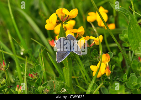 Einen gemeinsamen blauen Schmetterling auf Vögel Fuß Dreiblatt UK Stockfoto