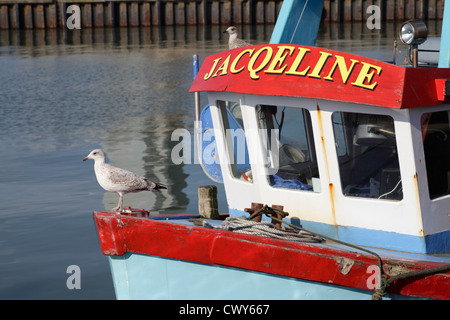 Eine junge Möwe Larus Argentatus stehend auf dem Bug eines Bootes Stockfoto