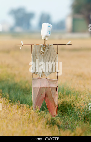 Vogelscheuche in einem Feld von Reis, in Amposta, Ebro-Delta, Naturpark, Tarragona, Spanien Stockfoto