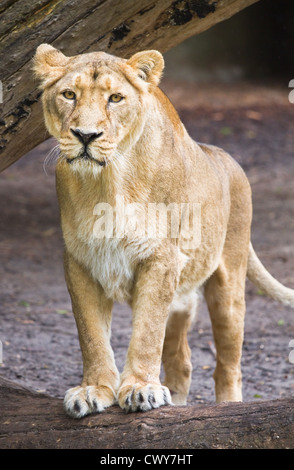 Weibliche asiatische Löwin - Panthera Leo Persica - Verical Bild Stockfoto