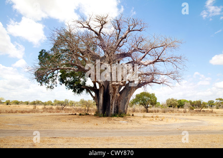 Der älteste Baobab-Baum in das Selous Game Reserve bei 2.600 Jahre alt, Selous Game reserve Tansania Afrika Stockfoto