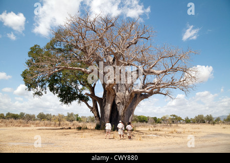 Touristen stehen die ältesten Baobab-Baum im Selous Spiel reserve Tansania Afrika Stockfoto